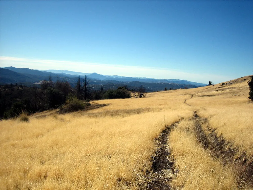 A dirt trail running through tall golden grass on a mesa, with blue mountain ridges on the horizon