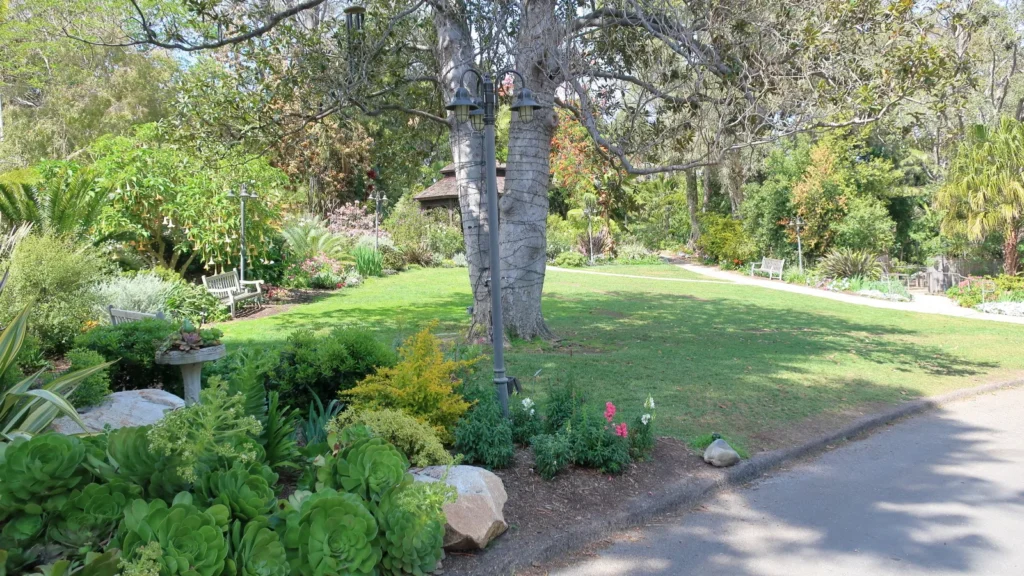 A green lawn bordered by succulents, shrubs and a large tree, with a paved path at San Diego Botanic Garden