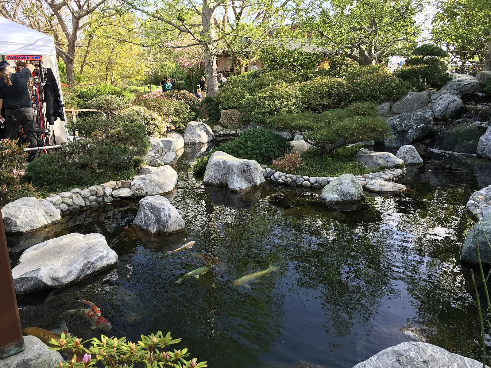 A rock-edged koi pond surrounded by clipped shrubs and trees at the Japanese Friendship Garden in Balboa Park