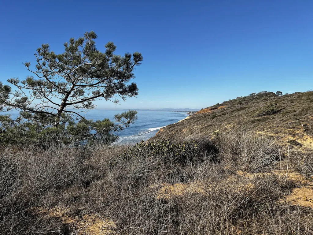 A wind-shaped pine tree on a dry scrubby bluff, with the blue Pacific Ocean and the coastline behind it